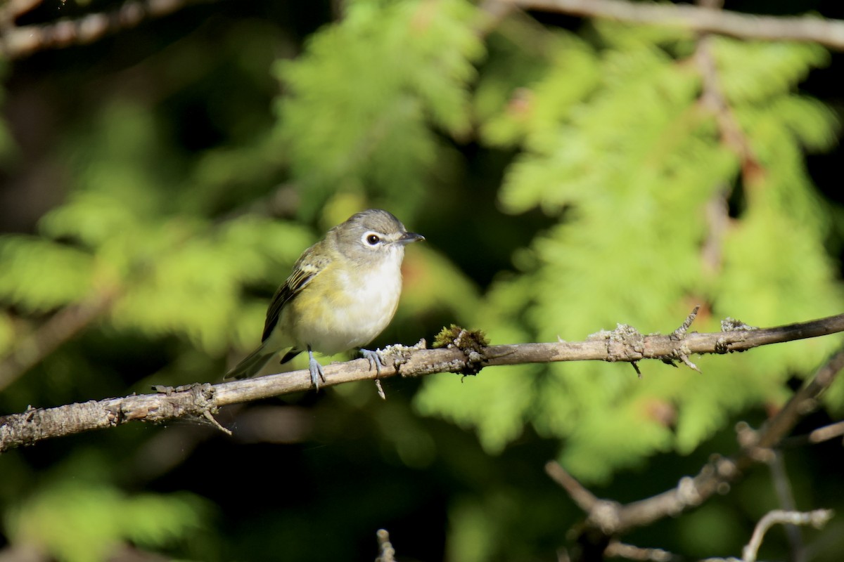 Blue-headed Vireo - ML641224447