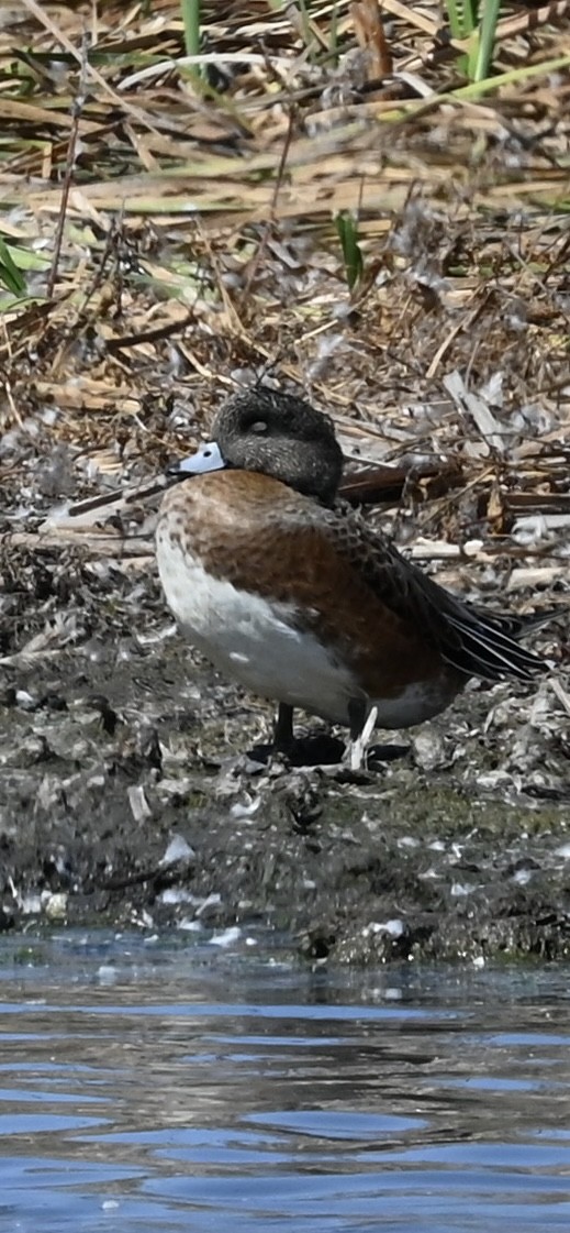 Canard d'Amérique - ML641224448