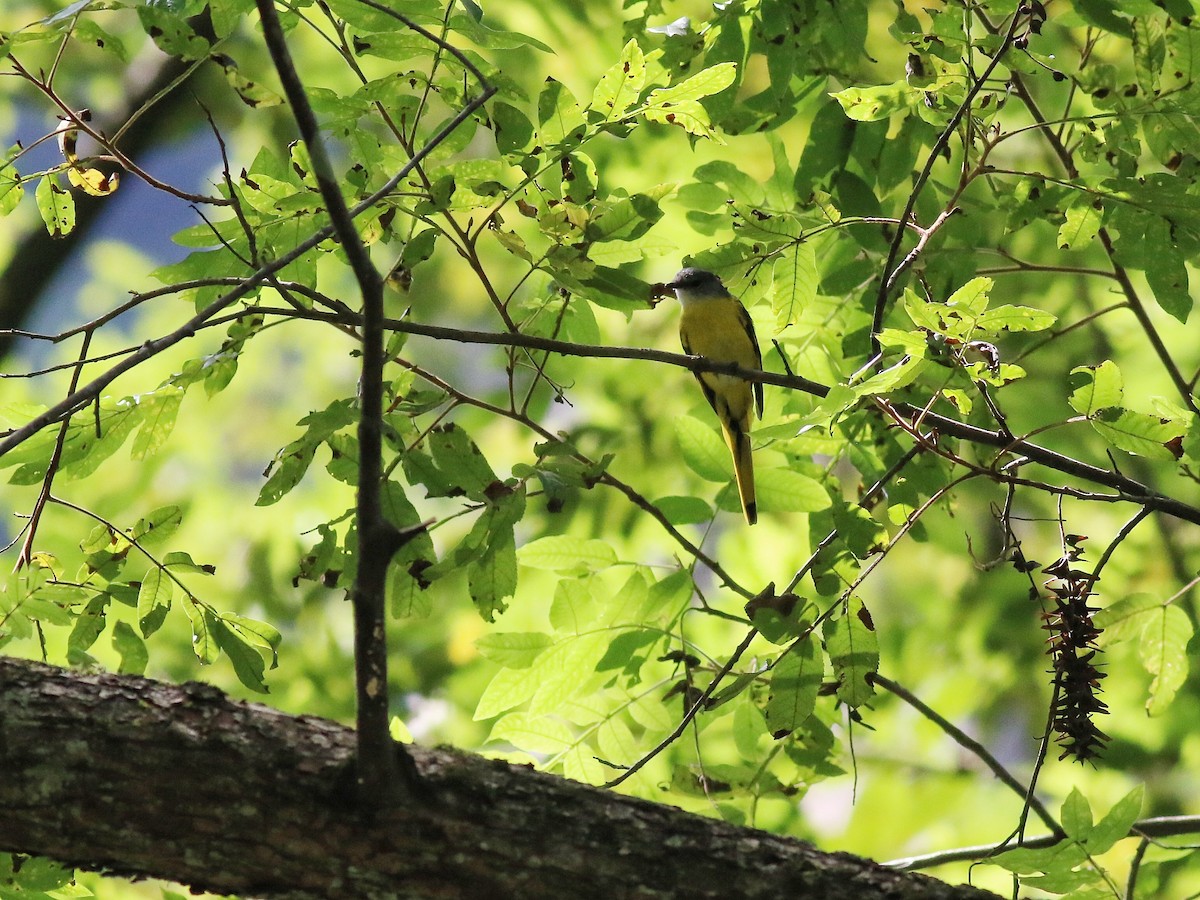 Graukehl-Mennigvogel - ML641224464