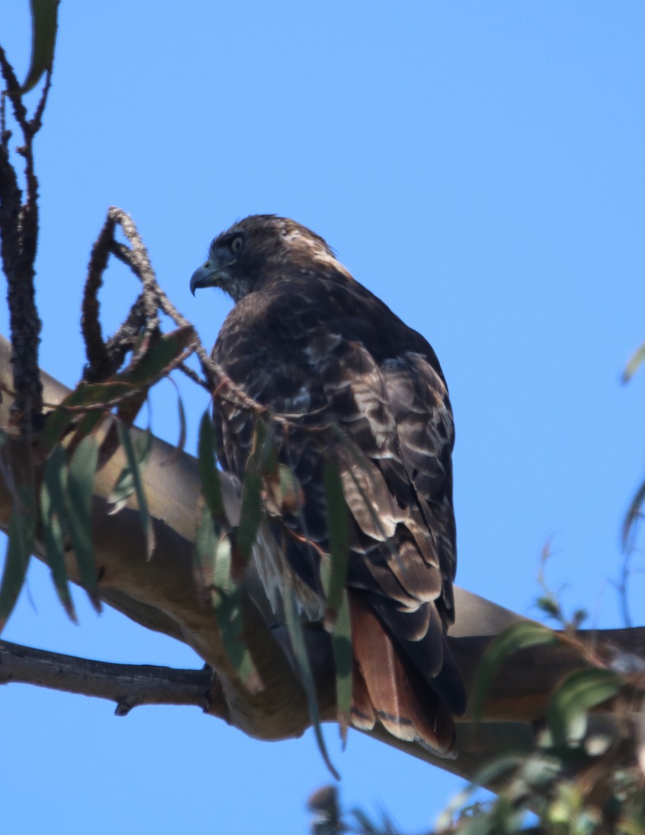 Rotschwanzbussard - ML641224478
