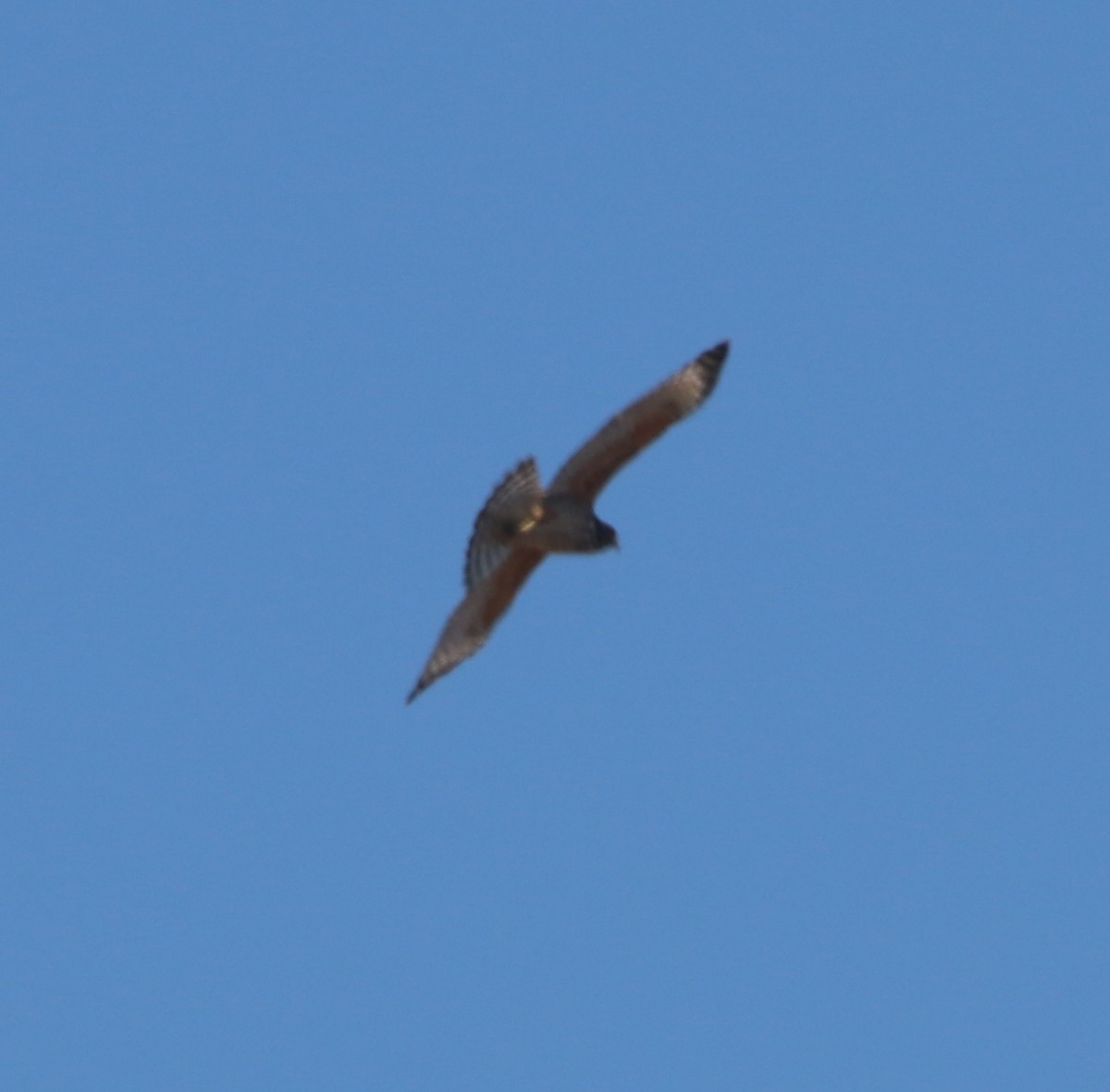 Rotschulterbussard - ML641224486