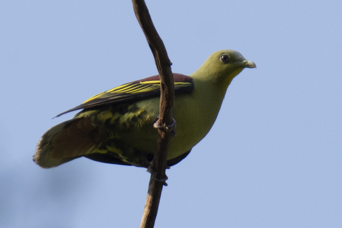 Gray-fronted Green-Pigeon - ML641224489