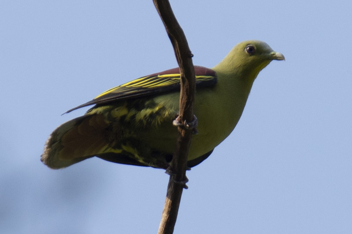 Gray-fronted Green-Pigeon - ML641224490