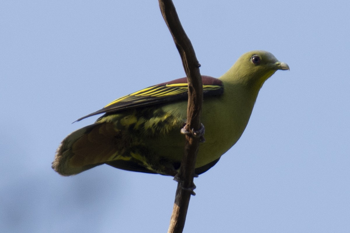 Gray-fronted Green-Pigeon - ML641224491