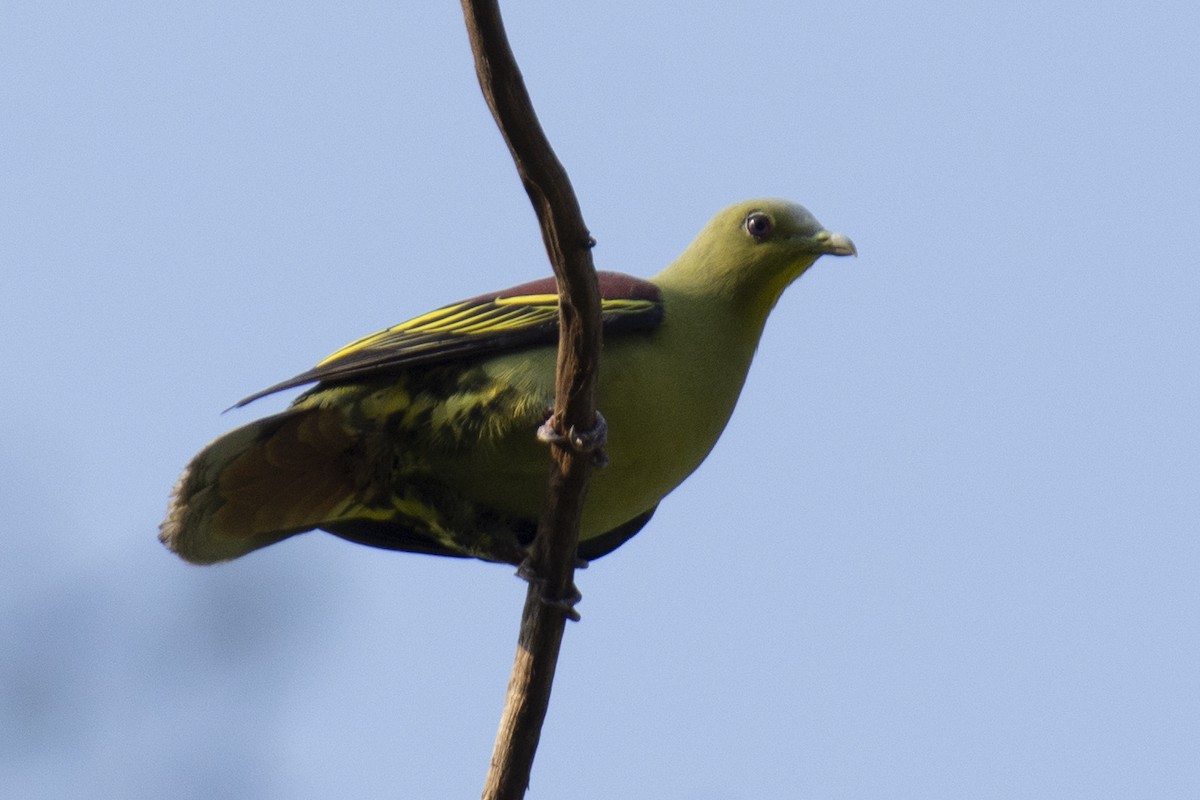 Gray-fronted Green-Pigeon - ML641224492