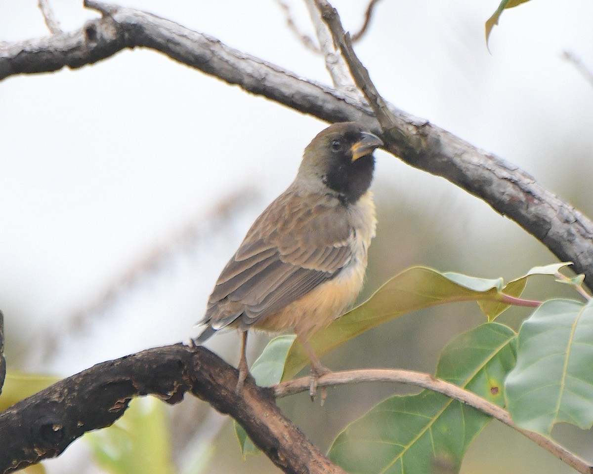 Black-throated Saltator - ML641224513