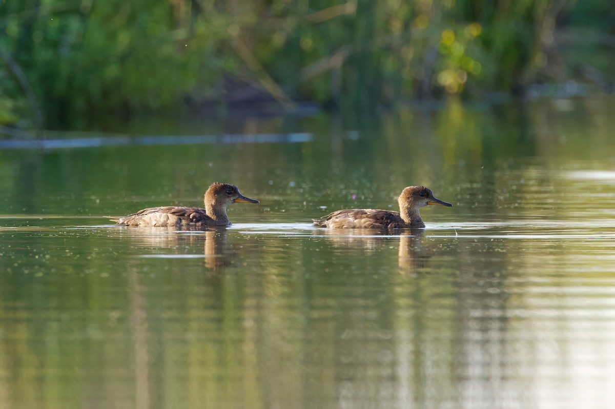 Hooded Merganser - ML641224523