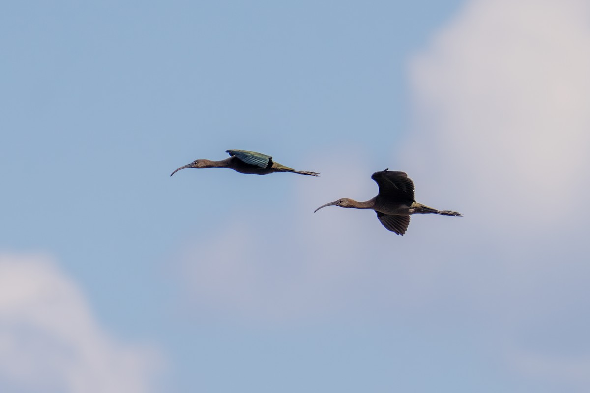 Glossy/White-faced Ibis - ML641224526