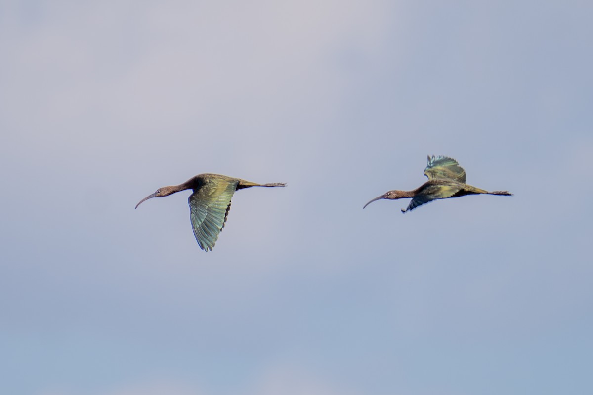 Glossy/White-faced Ibis - ML641224527