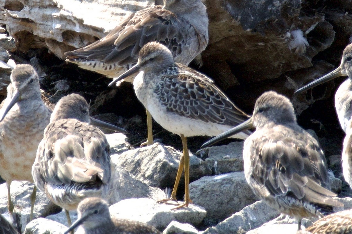 高蹺濱鷸 - ML641224529