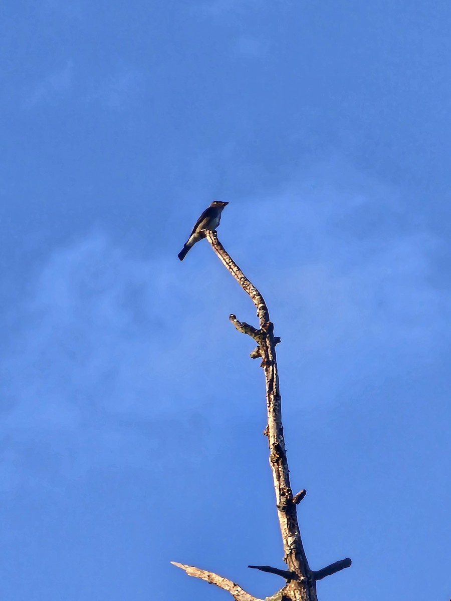 Olive-sided Flycatcher - ML641224553
