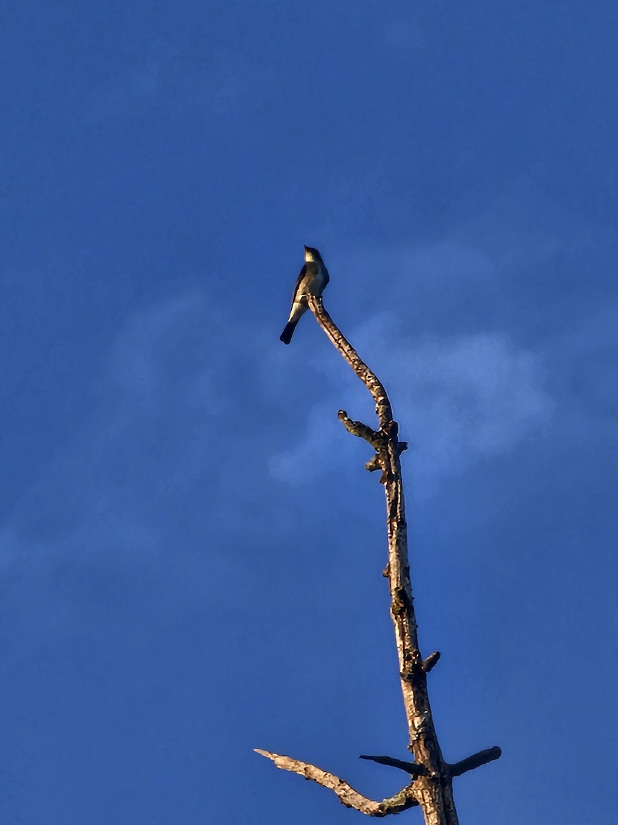 Olive-sided Flycatcher - ML641224554