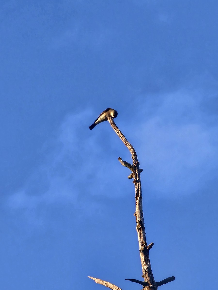 Olive-sided Flycatcher - ML641224555