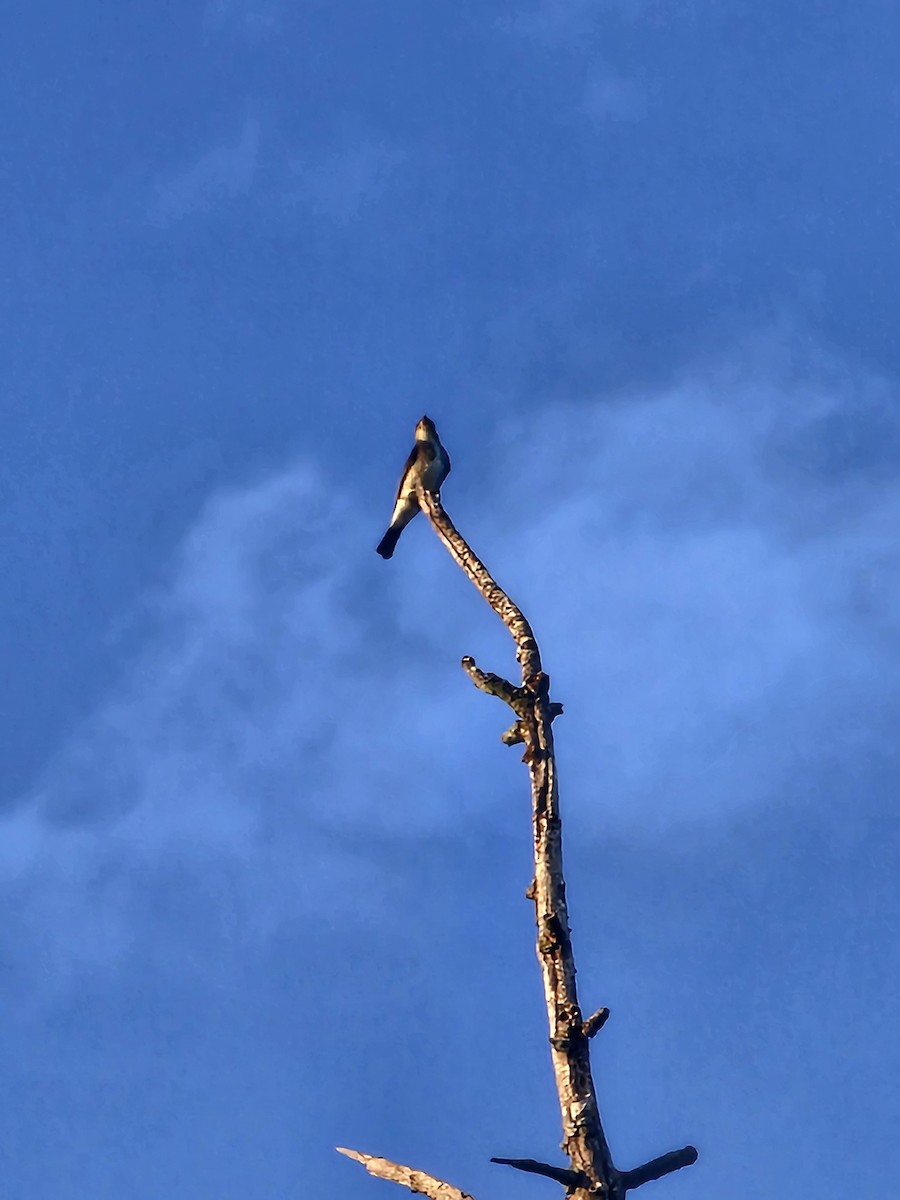 Olive-sided Flycatcher - ML641224556