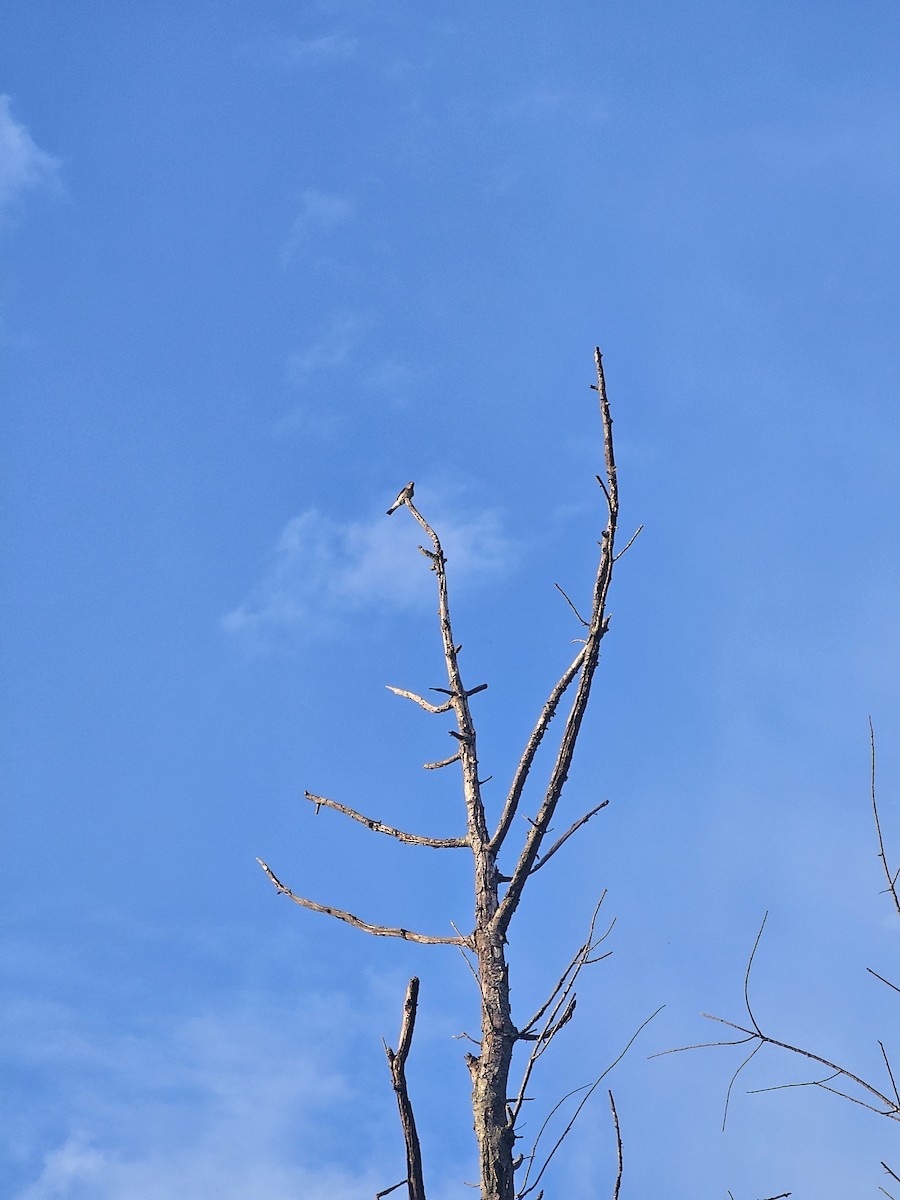 Olive-sided Flycatcher - ML641224558
