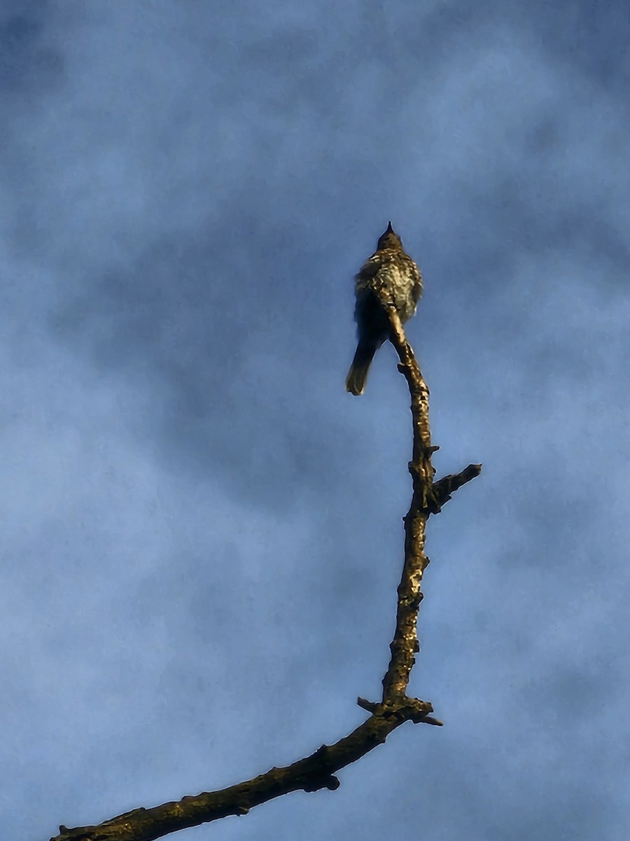 Eastern Bluebird - ML641224582