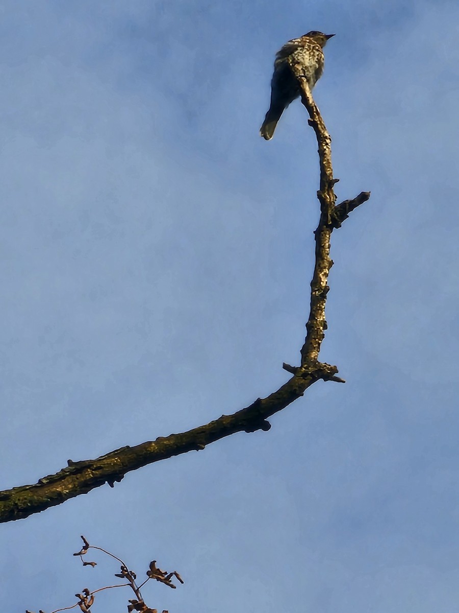 Eastern Bluebird - ML641224583