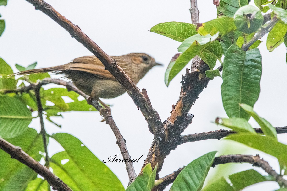 Streaked Laughingthrush - ML641224585