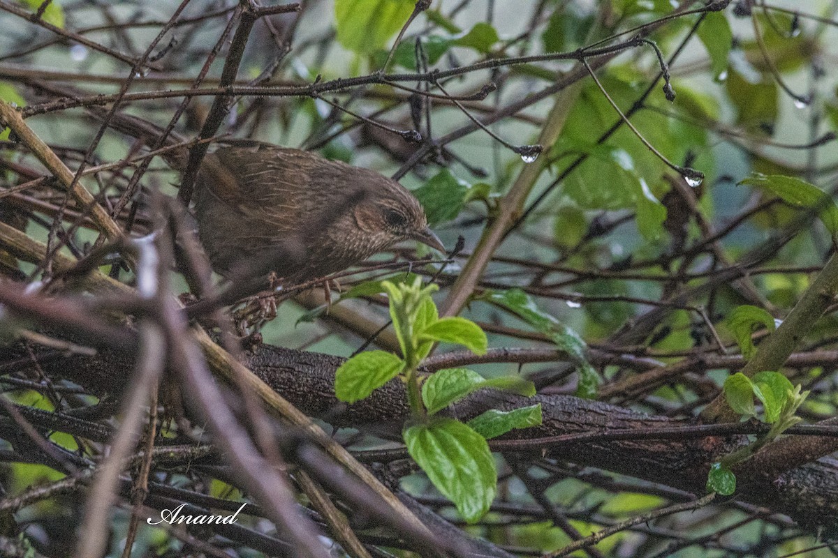 Streaked Laughingthrush - ML641224589