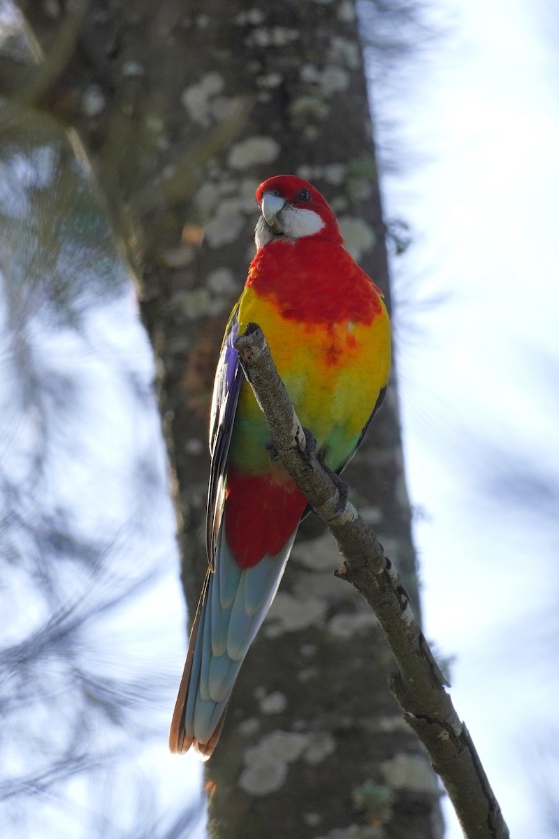 ナナクサインコ - ML641224592