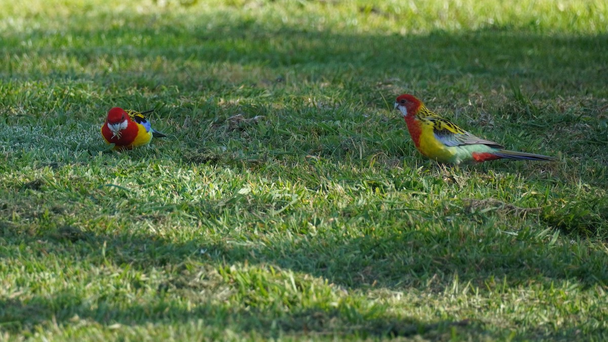 ナナクサインコ - ML641224594