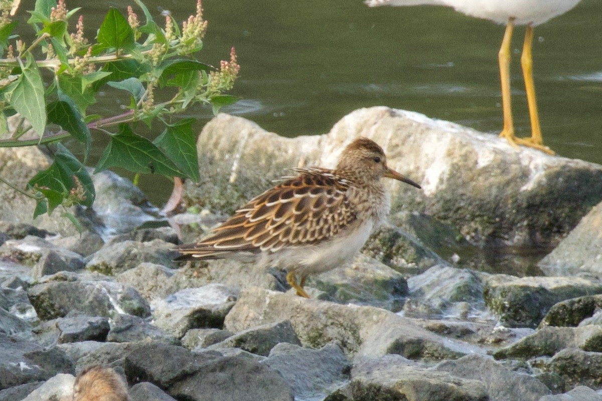 美洲尖尾濱鷸 - ML641224619