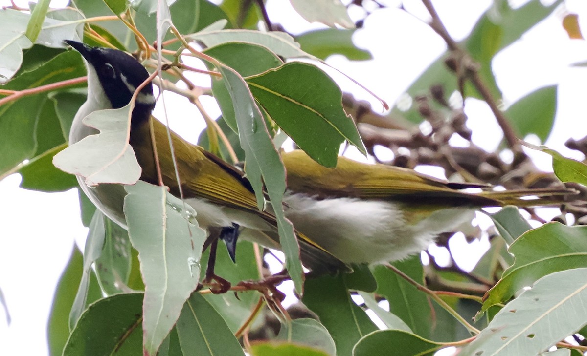 White-throated Honeyeater - ML641224621