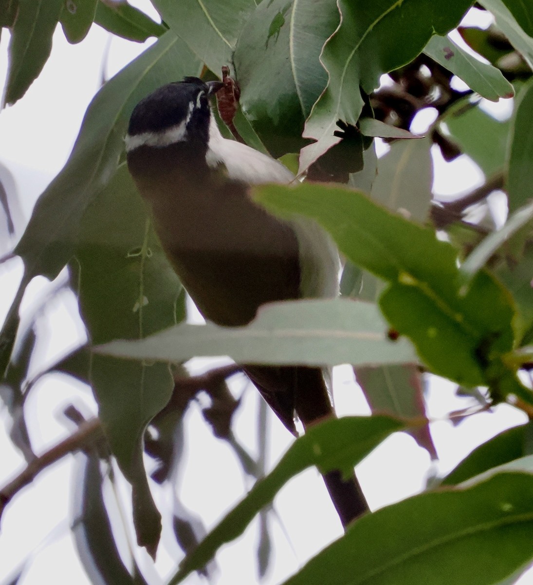 White-throated Honeyeater - ML641224629