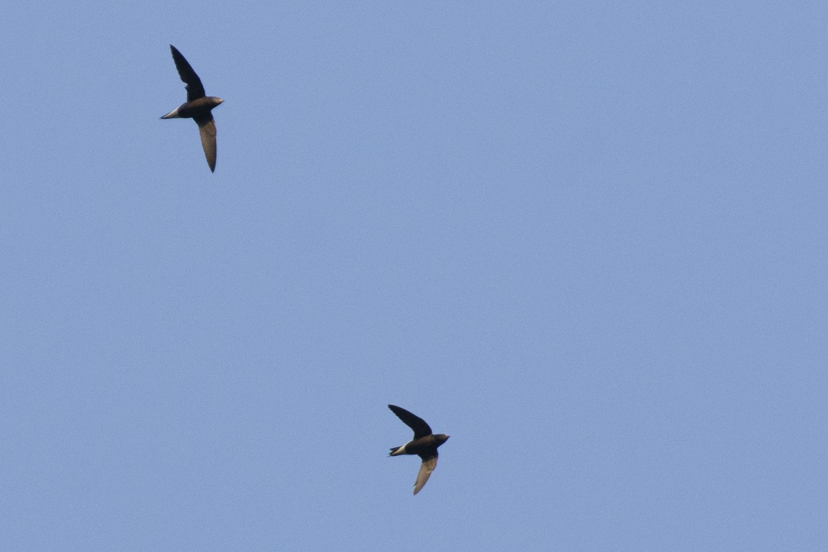 Brown-backed Needletail - ML641224638