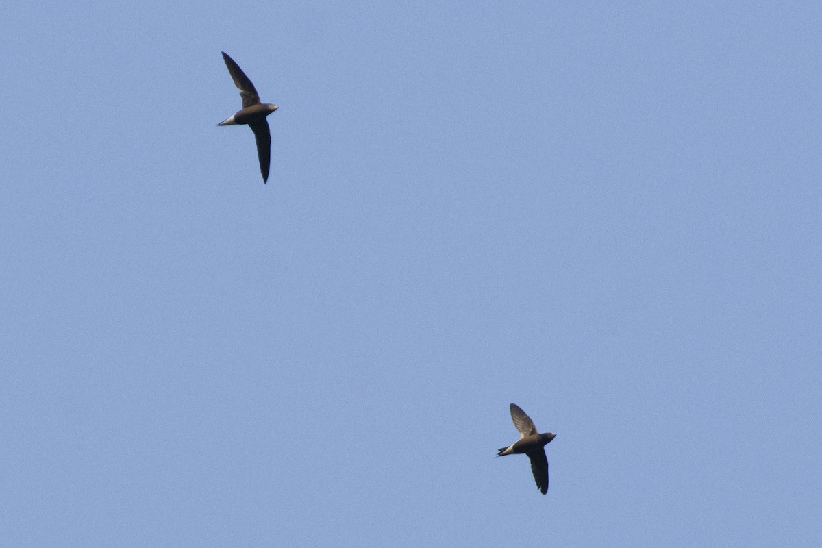 Brown-backed Needletail - ML641224639