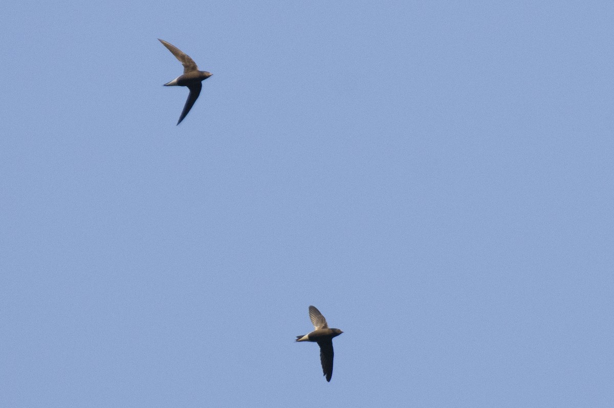 Brown-backed Needletail - ML641224640