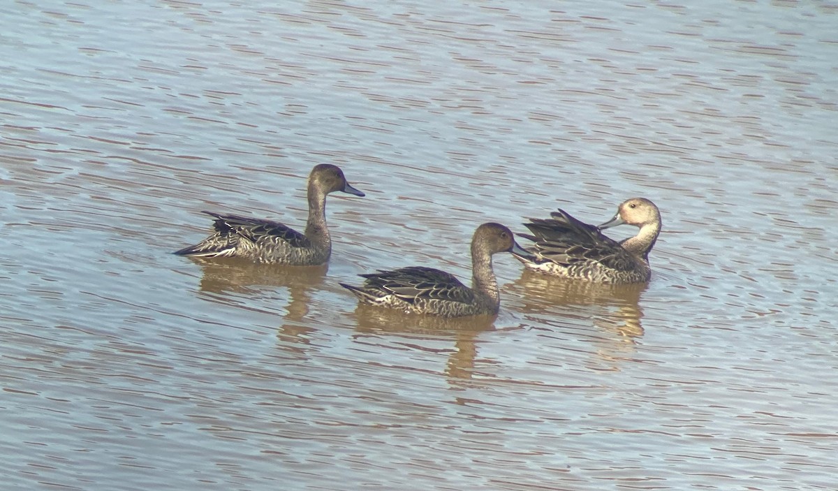 Northern Pintail - ML641224650