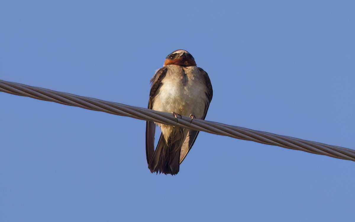 Cliff Swallow - ML641224663