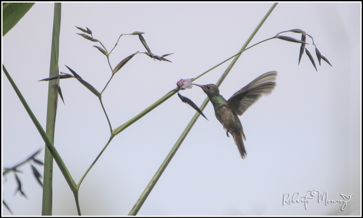 Buff-bellied Hummingbird - ML641224664