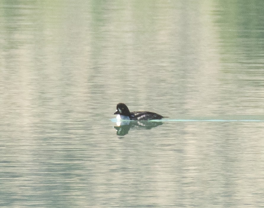 Barrow's Goldeneye - ML641224677