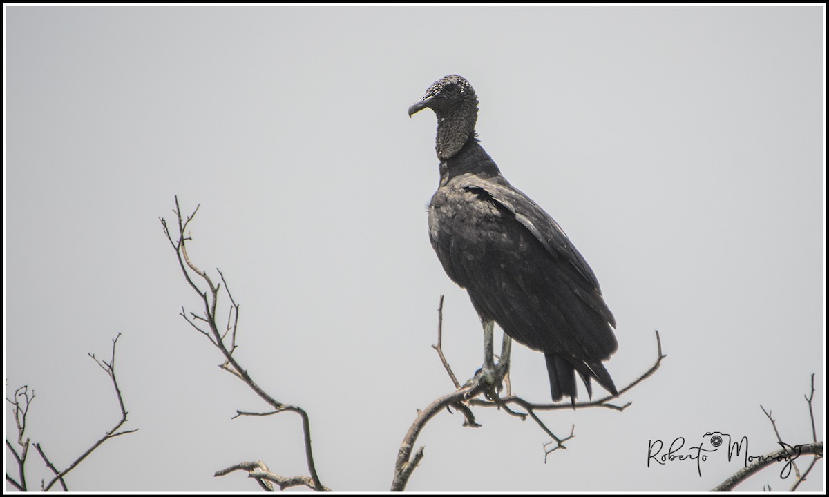 Black Vulture - ML641224684