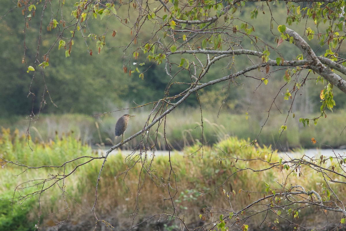 Green Heron - ML641224686