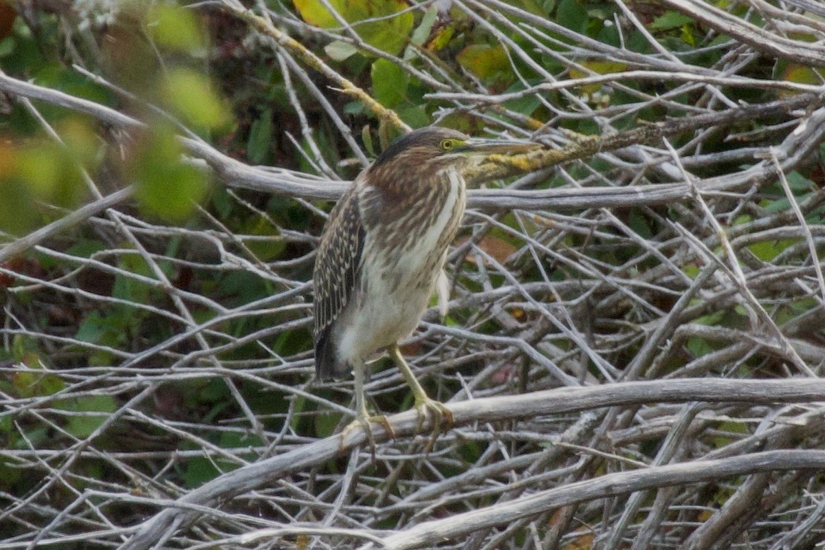Green Heron - ML641224687