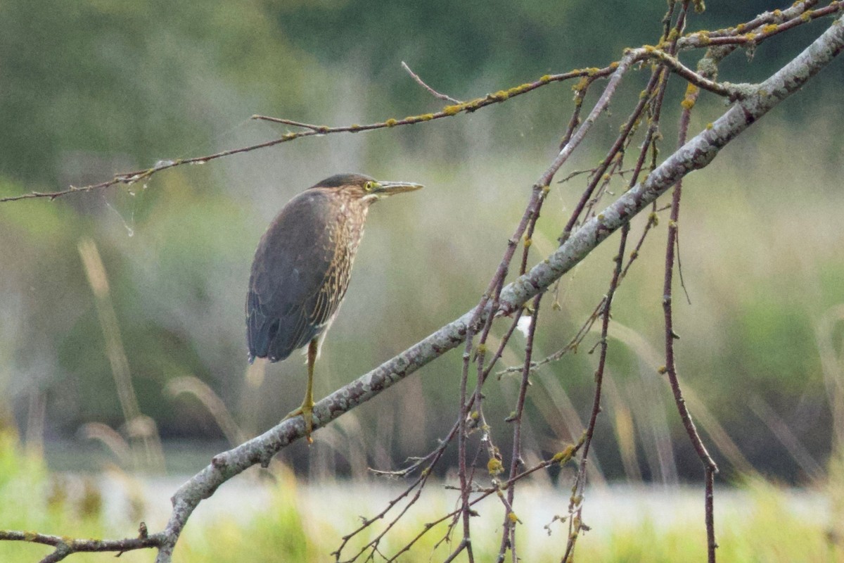 Green Heron - ML641224688