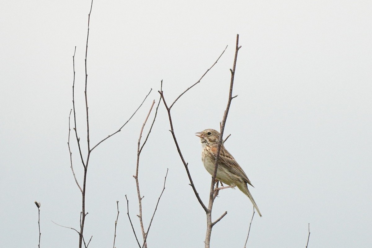 Vesper Sparrow - ML641224694
