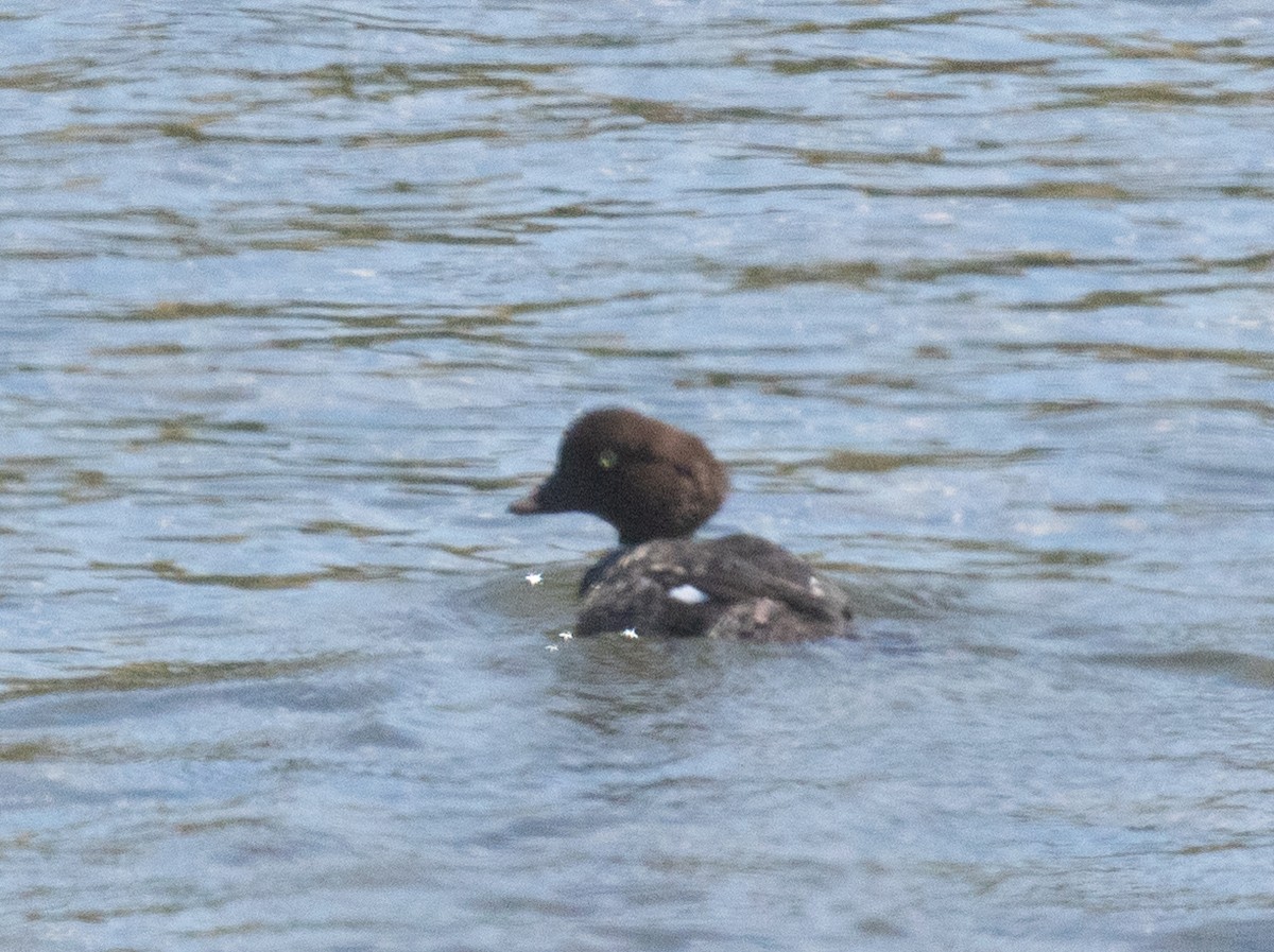 Barrow's Goldeneye - ML641224704