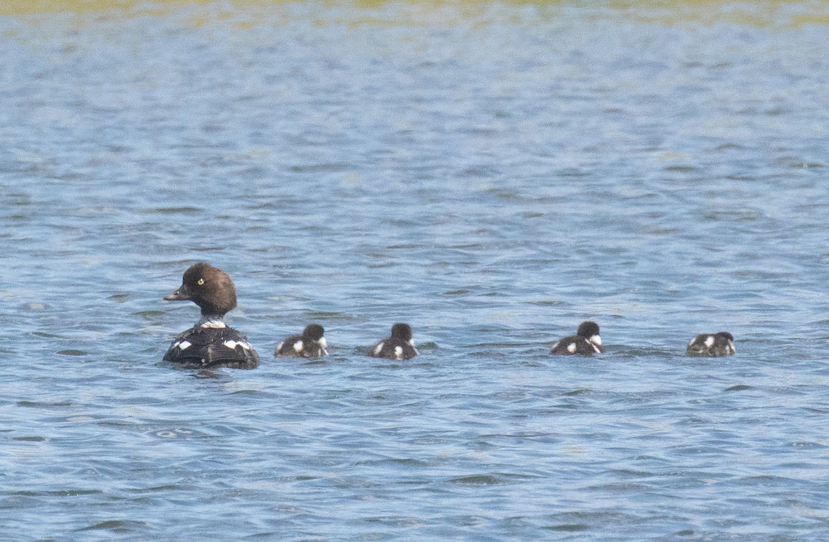 Barrow's Goldeneye - ML641224705