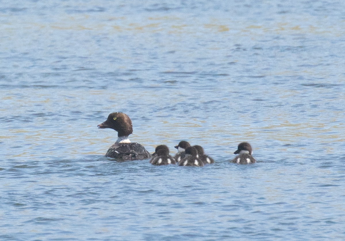 Barrow's Goldeneye - ML641224706