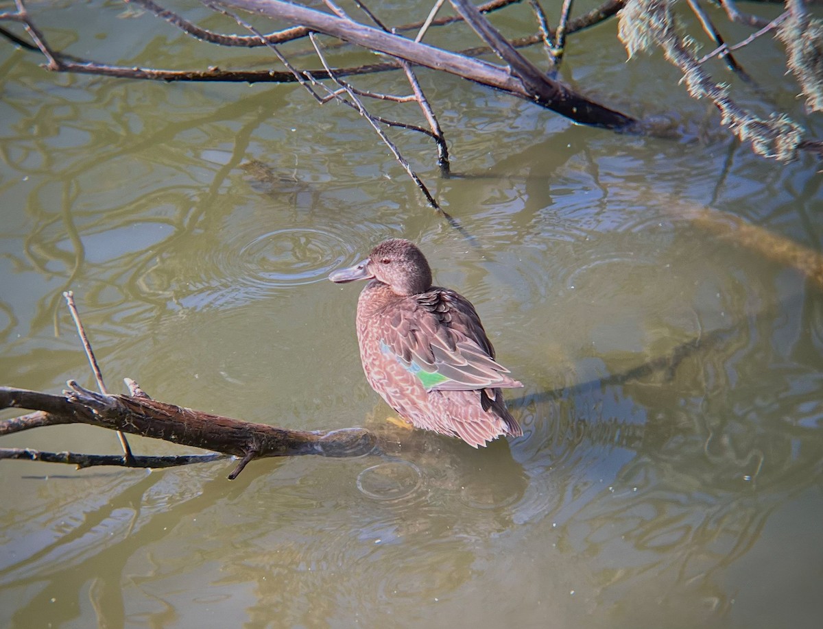 Cinnamon Teal - ML641224762