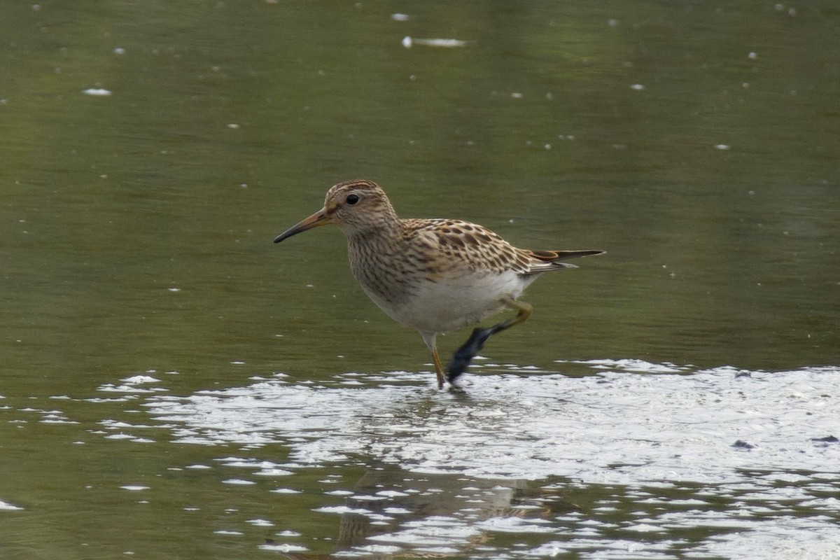 美洲尖尾濱鷸 - ML641224789