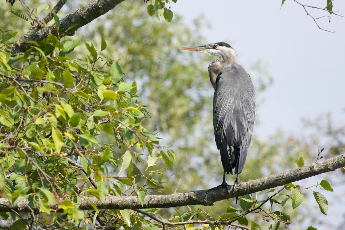 Great Blue Heron - ML641224824