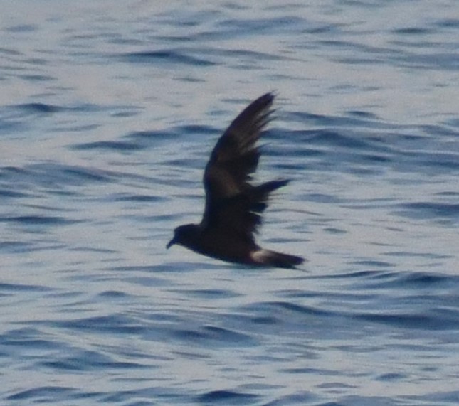 Leach's Storm-Petrel - ML641224825