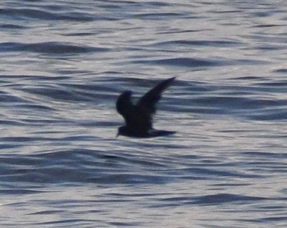 Leach's Storm-Petrel - ML641224826