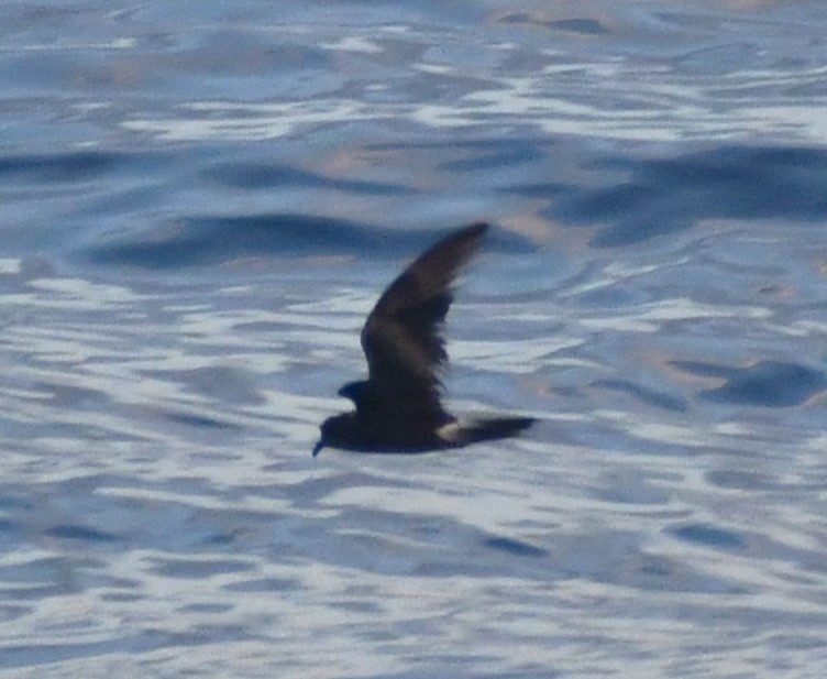 Leach's Storm-Petrel - ML641224827