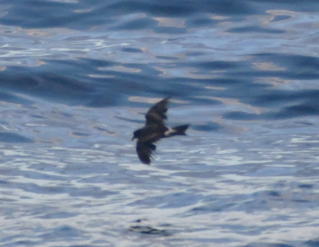 Leach's Storm-Petrel - ML641224828